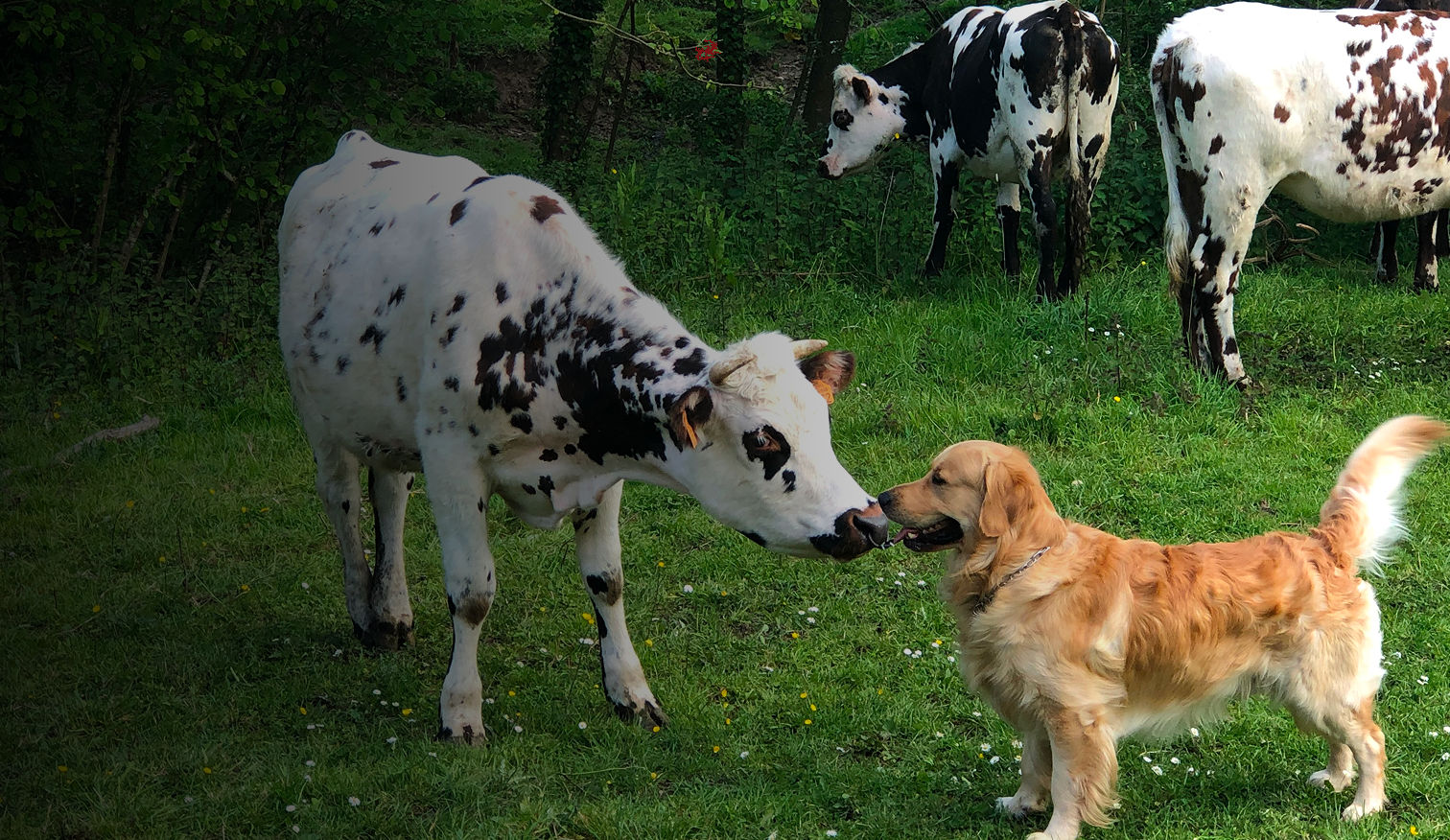 imagem de boi e cachorro em uma fazenda