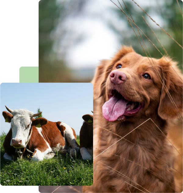 bois deitados e cachorro